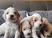 COCK-A-CHON puppies for sale