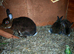 3 mini rex rabbits