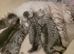 Scottish fold/straight kittens
