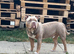Male pocket bully
