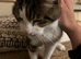 Stripes (Need A Forever Home)