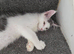 TICA REGISTERED MAINE COON KITTENS