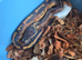 Pied het albino