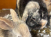 Mum and daughter mini lops