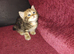 Kittens looking for a new home