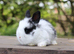 Angora X bunny rabbit