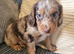 Cocker spaniel pups