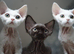 Chocolate Devon rex male kitten