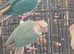 HAND-REARED super tame GREEN-CHEEK CONURES – BEAUTIFUL MUTATIONS