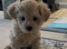 Maltipoo &times; Bichon Frise