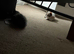 3 kittens