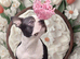 Boston Terrier Studs