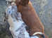 PRA CLEAR BLUE PIED DAPPLE STUD