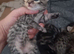 Mainecoon x bengal kittens