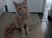 Red Mainecoon