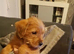 Lovely shorkie boy