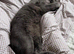 A loving companion