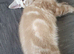 4beautiful burmese cross tabby kittens