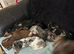 Registered miniature dachshund