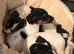 Beautiful True type Jack Russell puppies