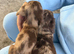 Chocolate merl puppies