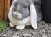 Lilac and white french lop Doe.