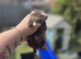Semi Angora ferrets