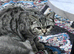 British shorthair mixed
