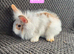 Mini Lion Lop Bunnies