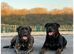 Presa Canario