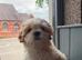6 month old malshi