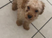 Toy poodle puppy&rsquo;s