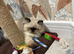 Himalayan beautiful Persian kitten boy