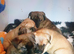 Pressa canario puppies