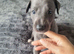 Beautiful blue whippet Puppy's