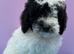 Beautiful Cavapoochon puppies ready now