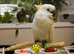 Yellow Crested Cockatoo Glasgow