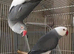 Wanted: Male albino Indian Ringneck