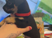 1 chug puppy male black