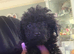 Puppies for sale