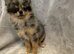 Blue Merle Female Pomeranian