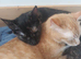 Loving home needed ginger female