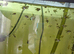 Angelfish