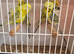 Tcb hagos/ helicopter budgies