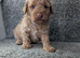 Toy poodle puppy's