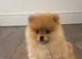 Beautiful female Pomeranian puppy