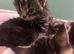 Kittens 8weeks