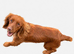 Cockapoo Puppies looking for there forever home