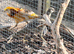 Yellow golden pheasant