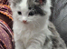 Kittens for sale